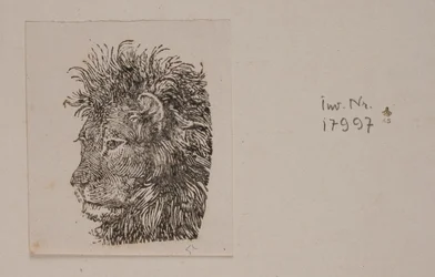 Testa di leone