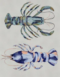 Aracnidi blu - Acquerello