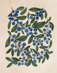 Rametti di mirtilli freschi
