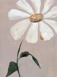 Margherita bianca