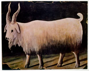La capra