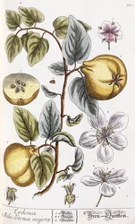Cotogna