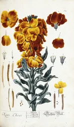Violaciocca