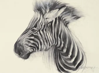 Baby Zebra, 2000 (carboncino su carta)