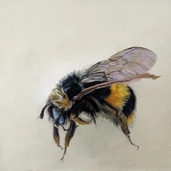 Bombus terrestris 1 (b), 2008 (acrilico su legno)