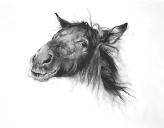 Colt, 2002 (carboncino su carta Fabriano)