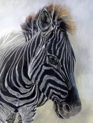 Equus burchelli 1 (particolare), 2009 (carboncino, conte e pastello a gesso su carta Bockingford)