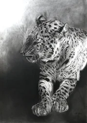 Panthera pardus 2, 2009 (carboncino e conte su carta Fabriano)