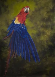 Ara scarlatta 2, 2009 (acrilico su lino)