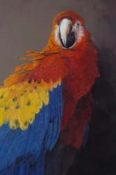 Ara scarlatta 3 (dettaglio), 2014 (acrilico su lino)