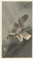 Aquila che osserva la preda