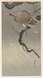 Aquila su ramo