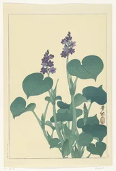 Hosta in fiore