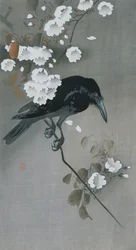Corvo su un ramo di ciliegio in fiore