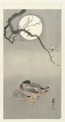 Anatre alla luna piena