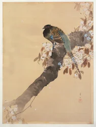 Fagiano su ramo di ciliegio in fiore