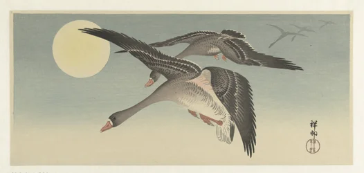 Oche alla luna piena