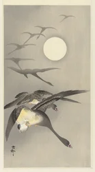 Oche alla luna piena
