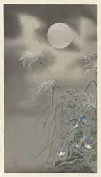 Erbe e fiori alla luna piena