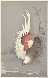 Gallo e gallina