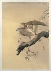 Falco