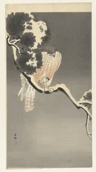 Falco con passero