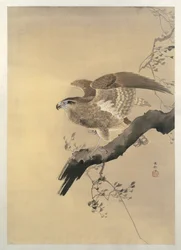 Falco