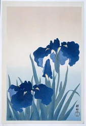 Iris, 1925-36