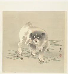 Cucciolo