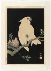 Cacatua con melograno