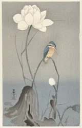 Martin pescatore con fiore di loto