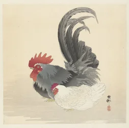 Gallina e gallo