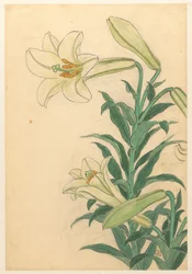 Gigli Teppoyuri