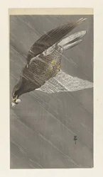 Aquila in picchiata