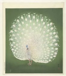 Pavone
