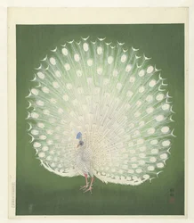 Pavone
