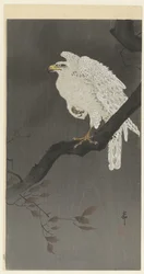 Aquila delle nevi su un ramo