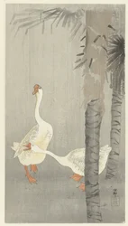 Oche domestiche sotto la pioggia