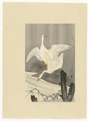 Due oche vicino a un fiume