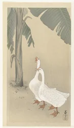 Due oche vicino a un banano