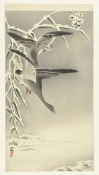 Due oche delle nevi in un paesaggio innevato