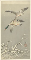 Due anatre selvatiche in volo