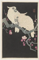 Due cacatua e fiori di susino
