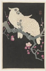 Due cacatua e fiori di prugno