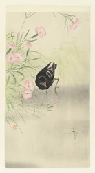 Gallinella d