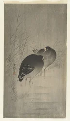 Gallinelle d