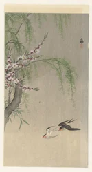 Rondini in volo