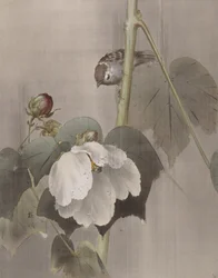 Cotone di rosa malva nella pioggia
