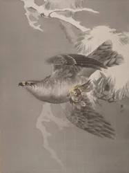 Falco che tiene un piccolo uccello
