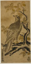 Un falco su un albero di kiri